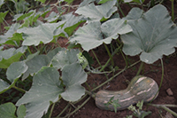 Agriculture Gardens