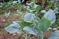 Agriculture Gardens