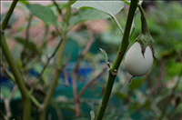 Agriculture Gardens